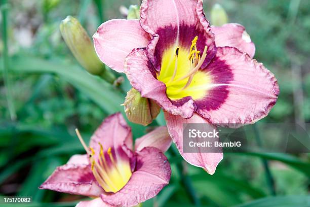 Lilien Stockfoto und mehr Bilder von Blatt - Pflanzenbestandteile - Blatt - Pflanzenbestandteile, Blume, Blume aus gemäßigter Klimazone