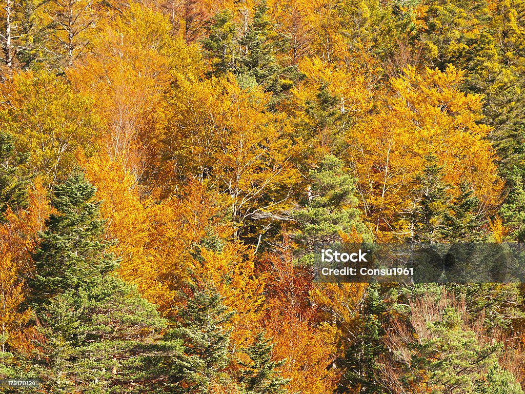 Otoño - Foto de stock de Aire libre libre de derechos