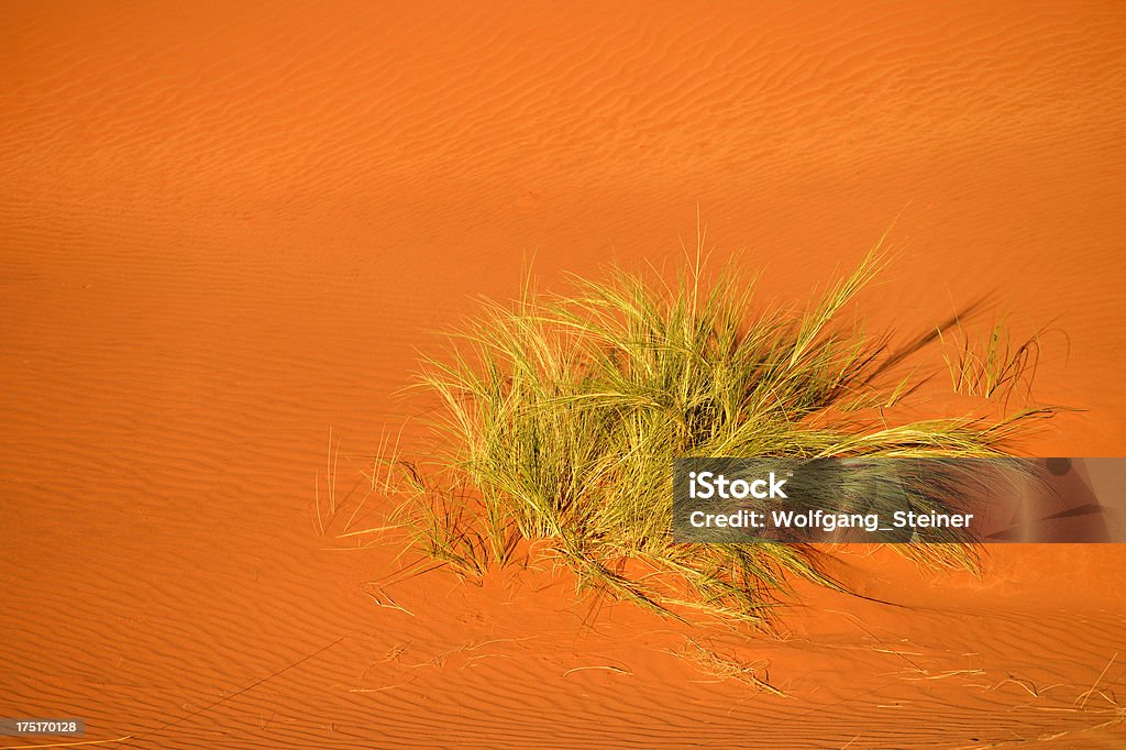 シングルブッシュ inmiddle 砂漠 - からっぽのロイヤリティフリーストックフォト