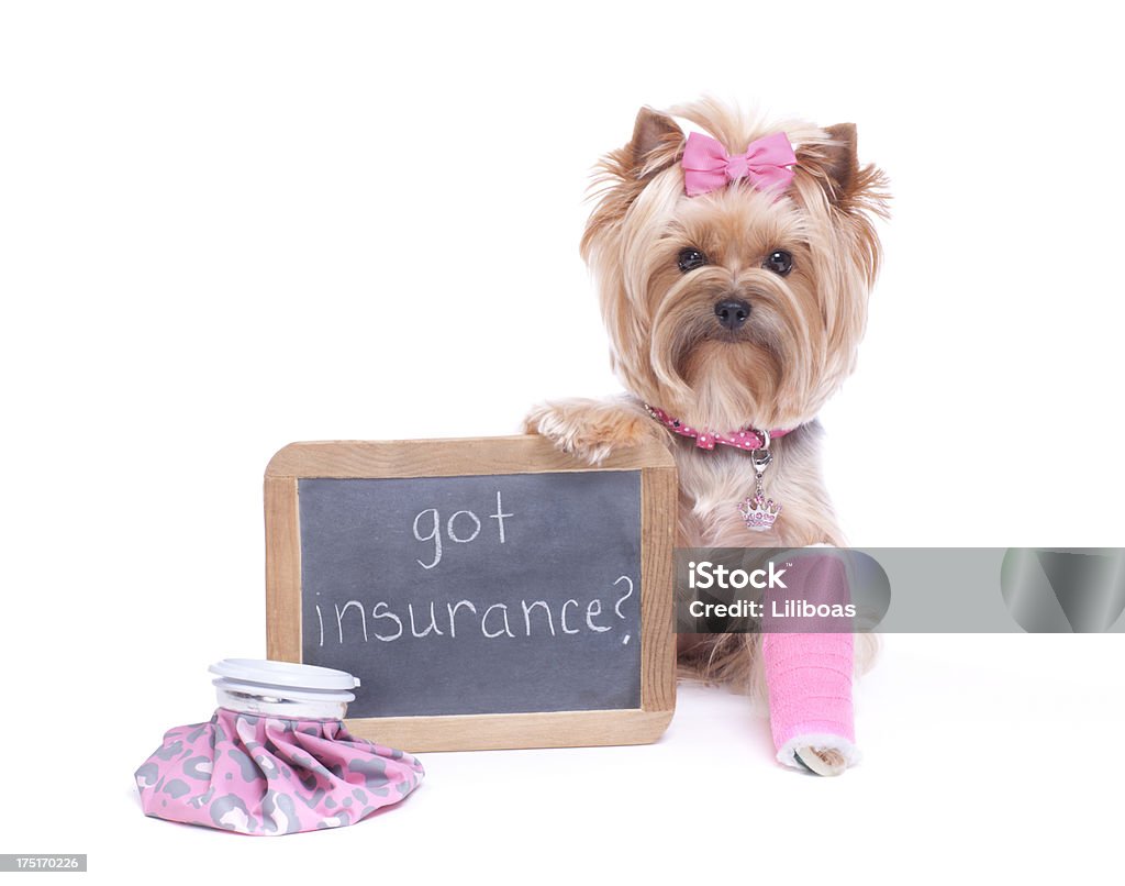 犬��を抱くチョークボード、脚の骨折 - 保険のロイヤリティフリーストックフォト