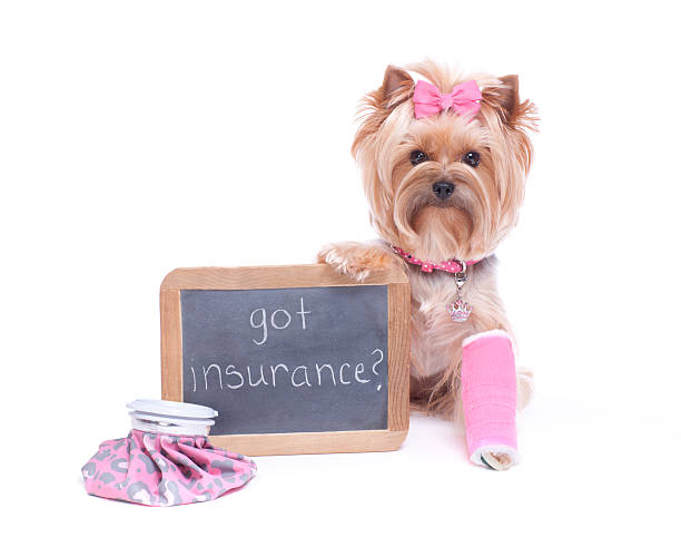 Dog Holding a Chalk Board with Broken Leg Yorkshire Terrier holding a chalk board with a broken leg.PLEASE CLICK ON THE IMAGE BELOW TO SEE MY DOGGY LIGHTBOX PORTFOLIO: insurance pets dog doctor stock pictures, royalty-free photos & images