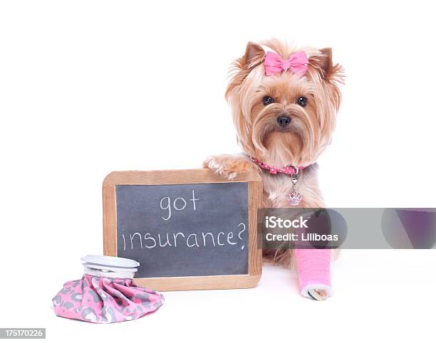 Dog Holding A Chalk Board With Broken Leg Stock Photo - Download Image Now - Insurance, Pets, Dog