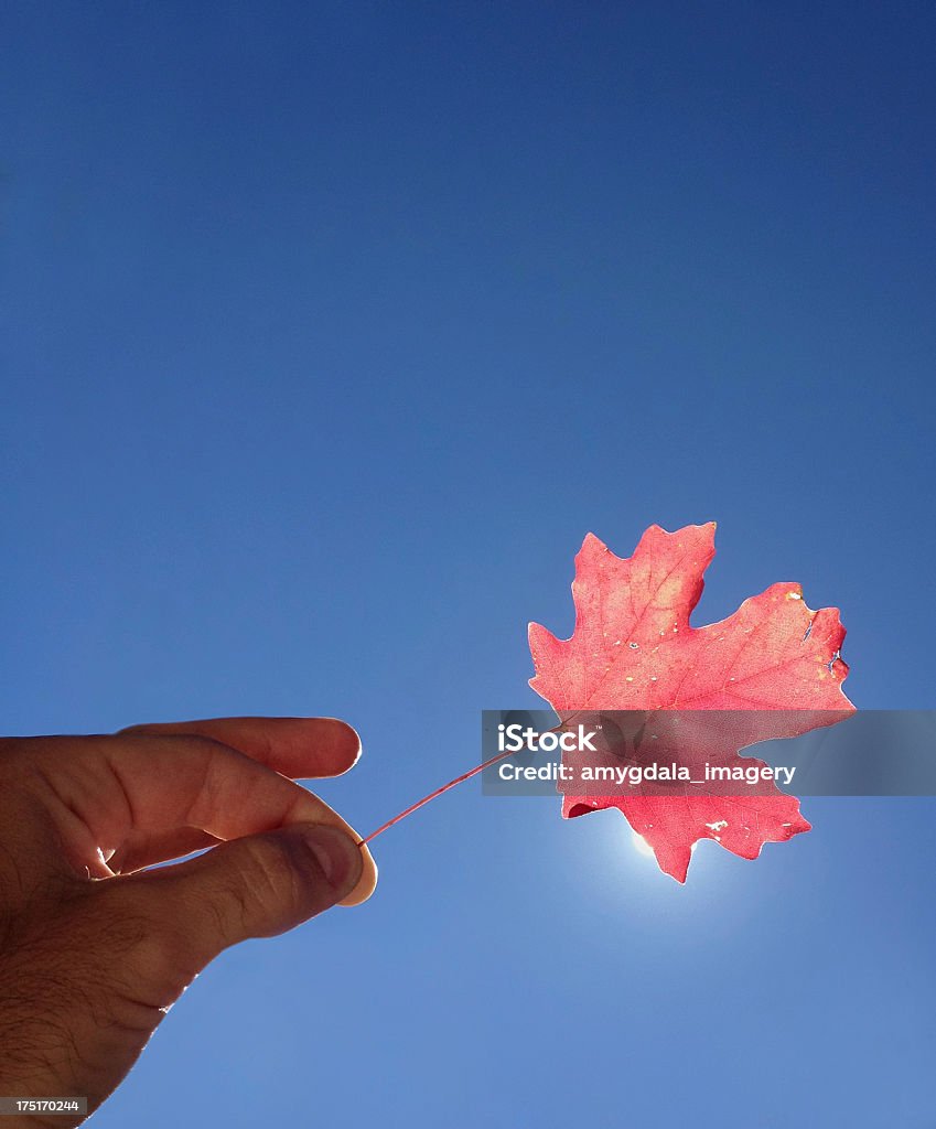 hand holding Natur - Lizenzfrei Beleuchtet Stock-Foto