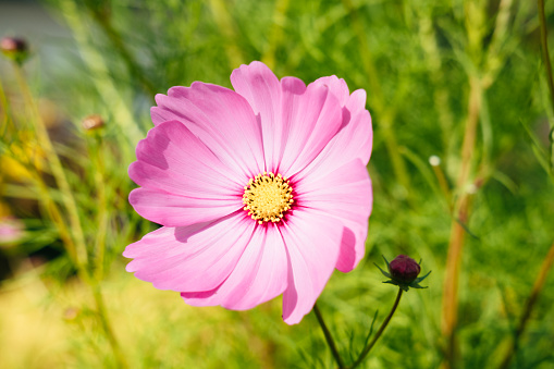 beautiful pink cosmos flowers in close up