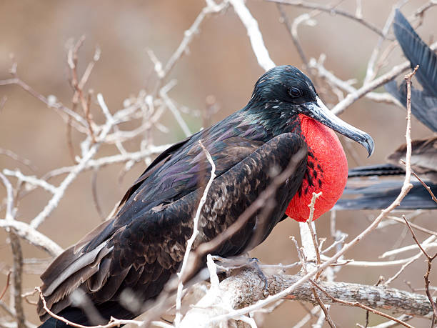 istock Magnificent Frigatebird, Ecuador 175170486