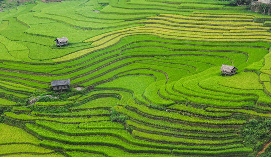 Terraced rice field with wooden houses in Ha Giang Province, Northwest of Vietnam.