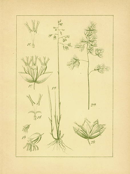 sweetgrass/старинные цветок иллюстрации - sweetgrass stock illustrations