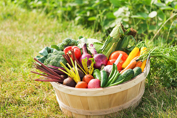 bushel из свежих овощей, выращенных сад в поле гц - bushel broccoli freshness basket стоковые фото и изображения