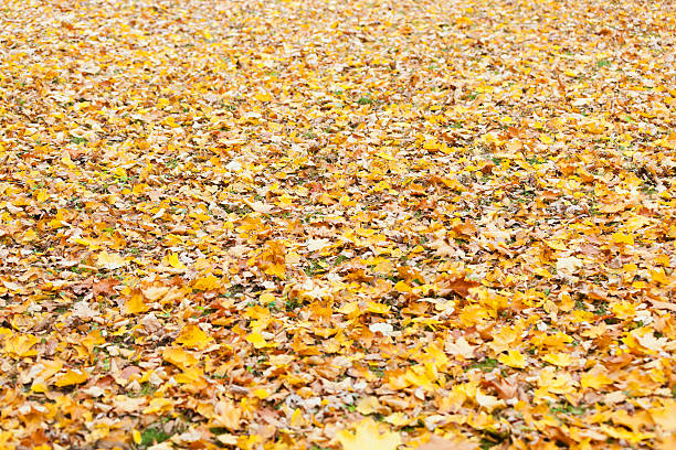 istock Autumn leaves on the ground in forest. 175170752