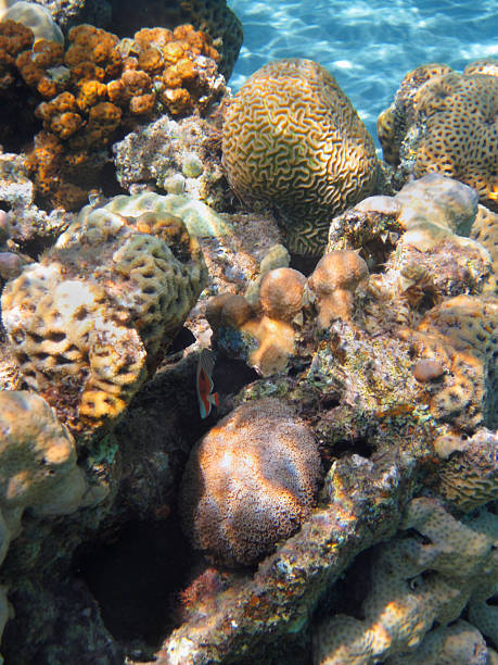 珊瑚礁 - red sea taba sand reef ストックフォトと画像