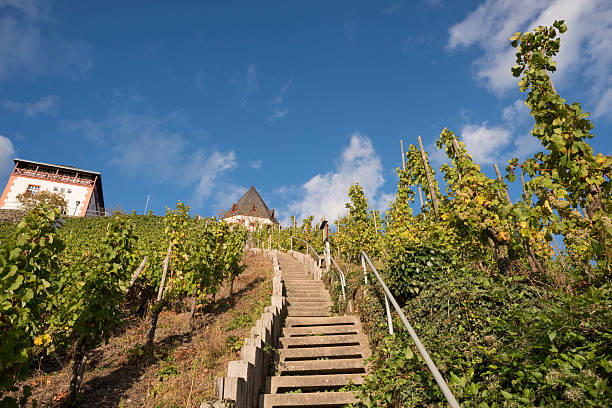 Marienburg, Mosel River, Puenderich, Zell, Germany. Steps between the steep slope vineyard location at Marienburg. marienburg stock pictures, royalty-free photos & images