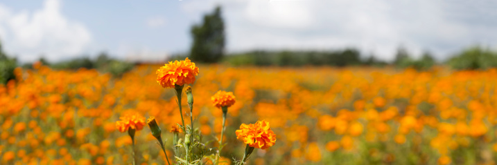 Close up panoramic image of Marigold flowers in a field. Very high resolution. Shallow depth of field. Focus on the flowers in the foreground. Composite image comprised of 15 images.
