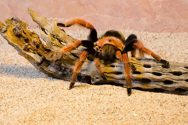 Photo of Mexican fireleg tarantula  Brachypelma boehmei