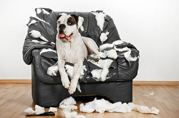 istock Boxer dog is on a ruined leather chair. 175171857