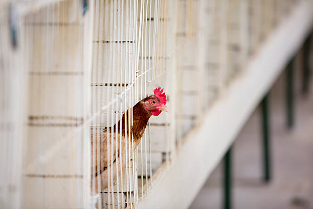 Chicken in a Cage Chicken looking out from in a cage battery hen stock pictures, royalty-free photos & images