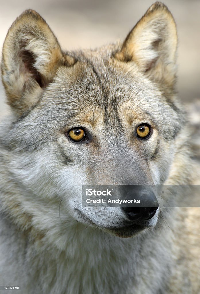 Junge Canadian Timber Wolf - Lizenzfrei Fotografie Stock-Foto