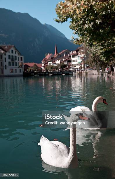 Interlaken Suíça - Fotografias de stock e mais imagens de Ao Ar Livre - Ao Ar Livre, Cidade, Cisne