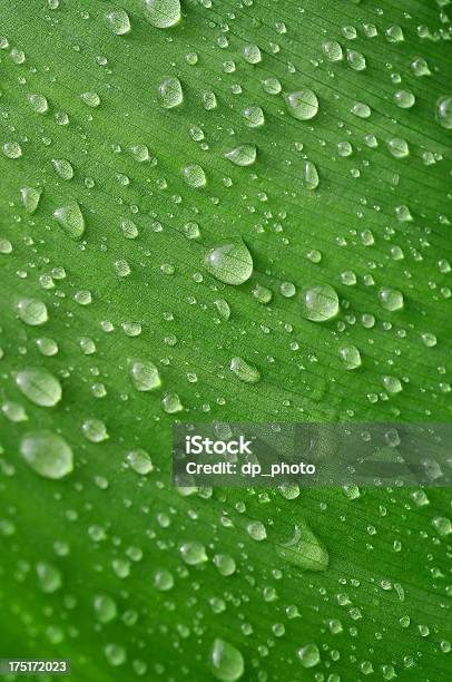 Gocce Dacqua - Fotografie stock e altre immagini di Acqua - Acqua, Ambientazione esterna, Ambientazione tranquilla