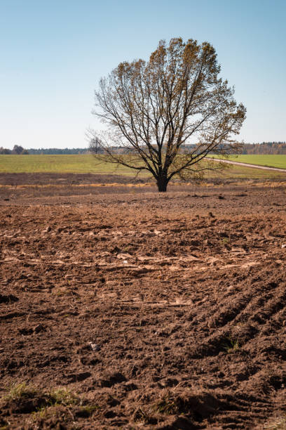 istock An oak tree in the middle of a plowed field. 1751720270