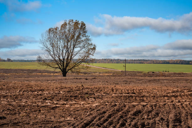 istock An oak tree in the middle of a plowed field. 1751720286