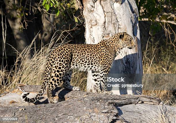 Leopardo Un Termitaio - Fotografie stock e altre immagini di Africa - Africa, Ambientazione esterna, Animale