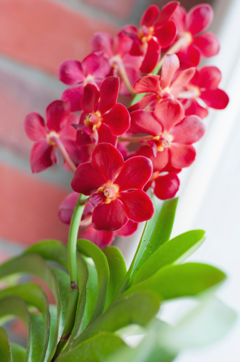 A study in bright complimentary colors of a vanda orchid cluster in a greenhouse. Selective focus.You can find more images of plants and flowers :