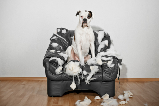 Destroyed and chewed leather chair. White male boxer dog sitting on the armchair.