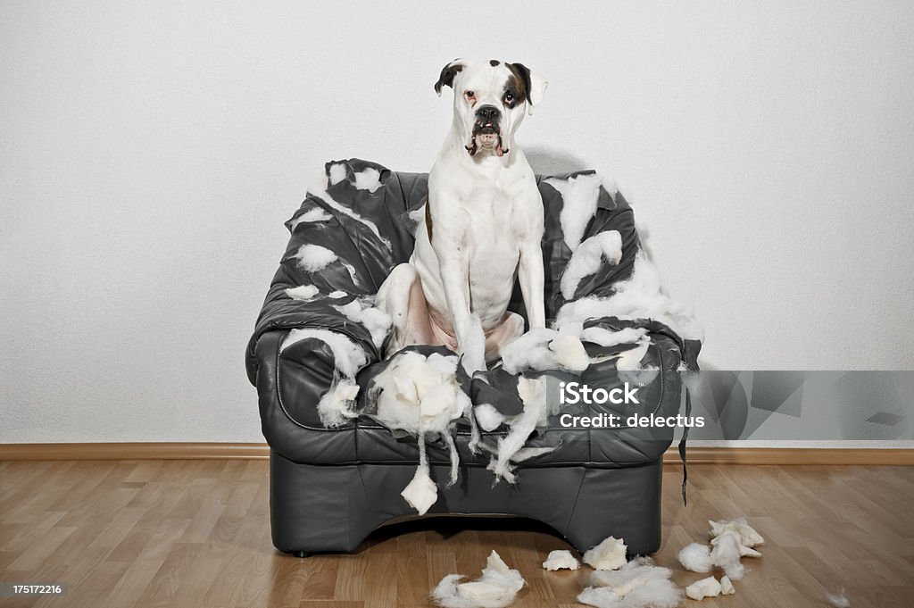 Boxer dog sitting in a destroyed leather chair Destroyed and chewed leather chair. White male boxer dog sitting on the armchair. Dog Stock Photo