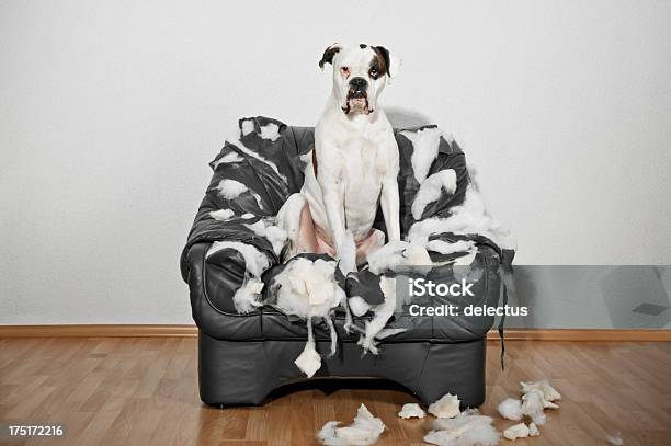 Boxer Dog Sitting In A Destroyed Leather Chair Stock Photo - Download Image Now - Dog, Destruction, Demolished