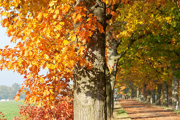 istock Street in Autumn 175172339