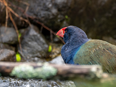 New Zealand Takahe bird