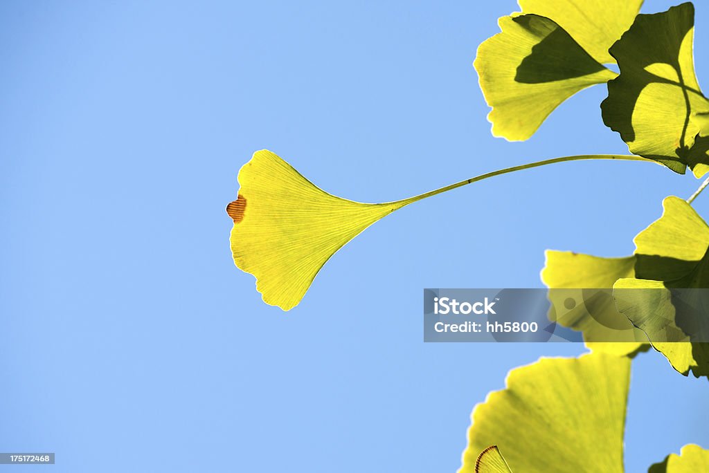 Ginkgo Blätter Herbst - Lizenzfrei Alternative Behandlungsmethode Stock-Foto