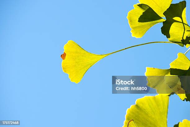 Ginkgo Blätter Herbst Stockfoto und mehr Bilder von Alternative Behandlungsmethode - Alternative Behandlungsmethode, Alternative Medizin, Alterungsprozess