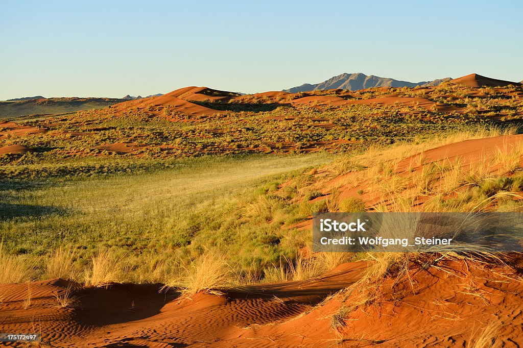 Green sand dunes - Zbiór zdjęć royalty-free (Afryka)