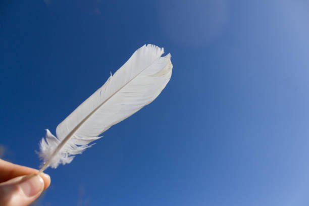 istock Light weight of white feather 1751725324