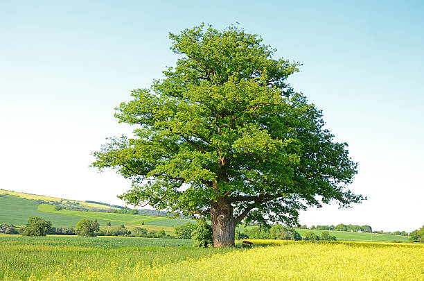 istock Single old oak tree in spring and young canola field 175172580