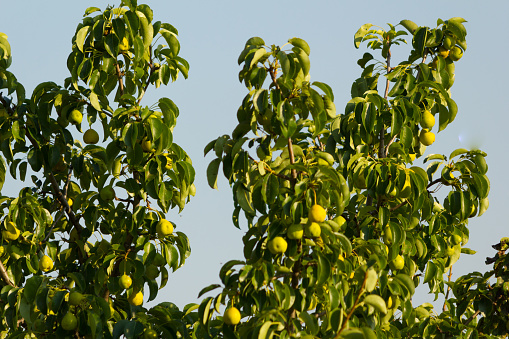 Orange tree with blossoms, and clusters of juicy, harvest ready oranges