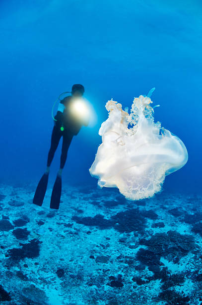 istock Jellyfish in the sea 175172737