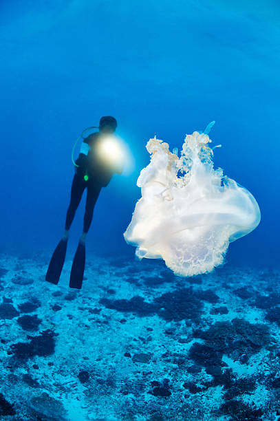 медуза в море - indian ocean flash стоковые фото и изображения