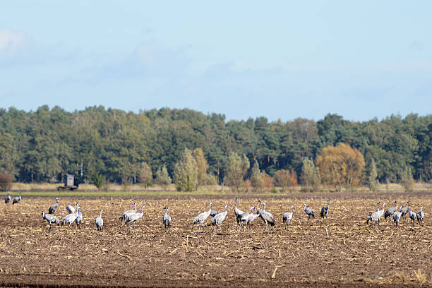 stormo di gru in autunno migrazione sul campo (germania - vogelzug foto e immagini stock