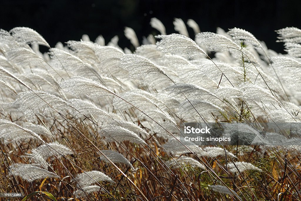 "reeds" - Lizenzfrei Biegung Stock-Foto