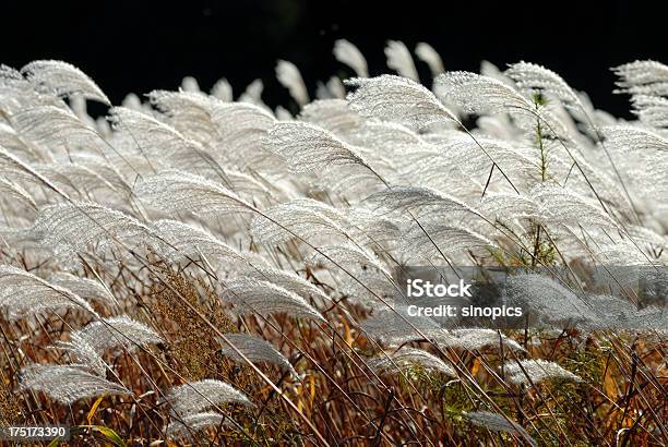 Reeds - Fotografie stock e altre immagini di Ambientazione esterna - Ambientazione esterna, Autunno, Bianco