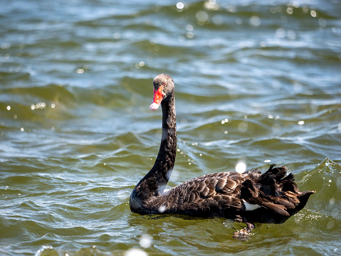 Black swan standing next to pond looking at camera