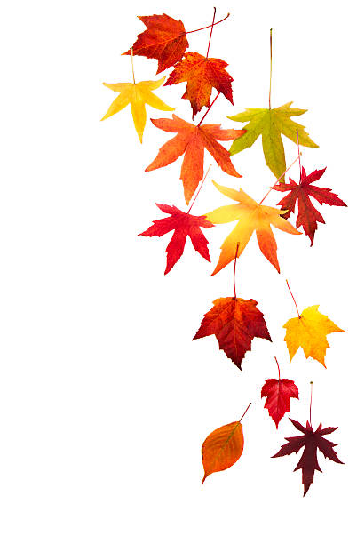Falling Leaves stock photo