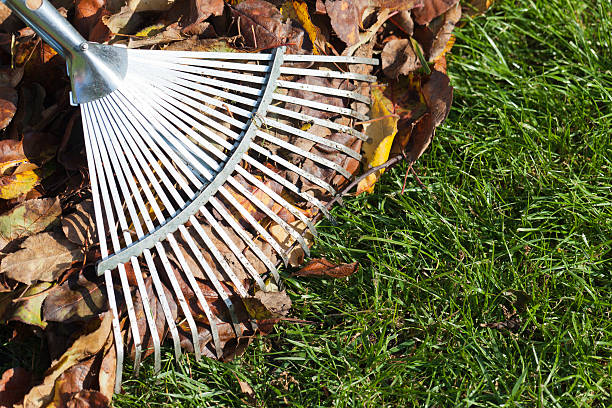 istock Rake, Leaves on Grass in Garden 175173869