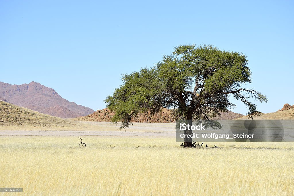 Árvore solitária no Deserto - Royalty-free Ao Ar Livre Foto de stock