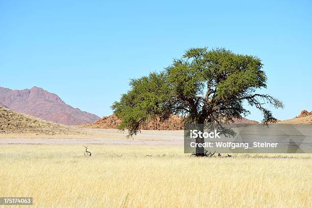 Árvore Solitária No Deserto - Fotografias de stock e mais imagens de Ao Ar Livre - Ao Ar Livre, Arbusto, Areia