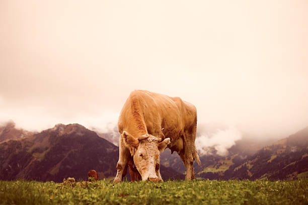 vacas pastando nos alpes suíços - lenk im simmental - fotografias e filmes do acervo