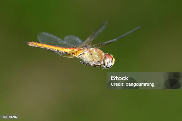 Libélula Volando En El Aire Foto de stock y más banco de imágenes de Abdomen - Abdomen, Abdomen animal, Aire libre