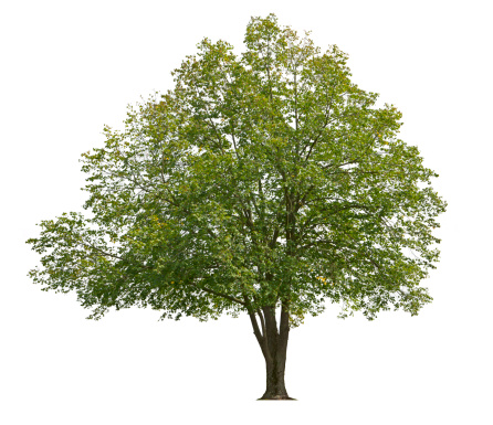 A dogwood tree isolated on white.To see more isolated trees click on the link below: